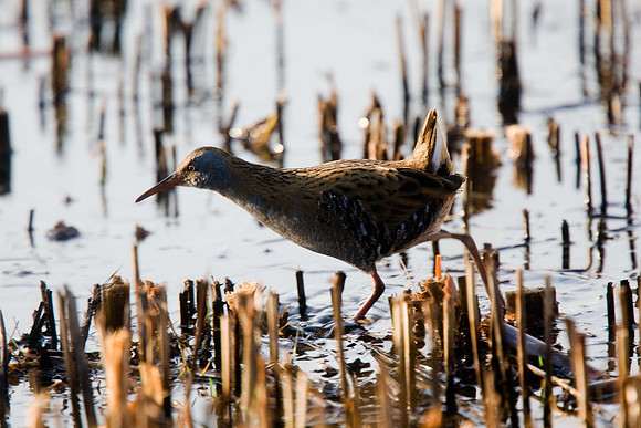 Water Rail