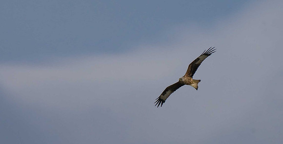 Red Kite