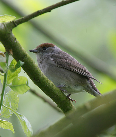 Blackcap