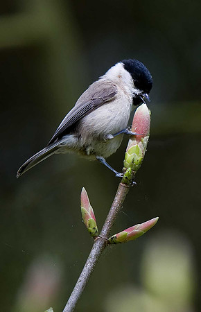 Willow Tit