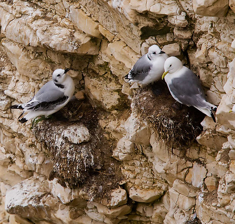 Kittiwakes