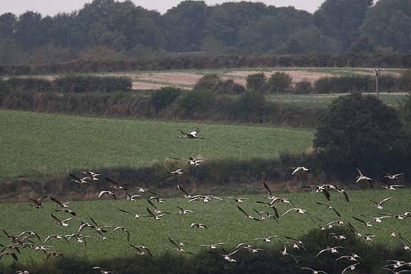Common Crane