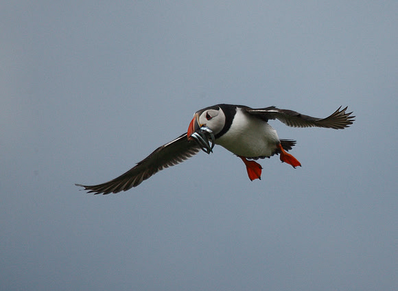 Puffin