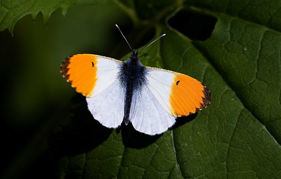 Orange-tip