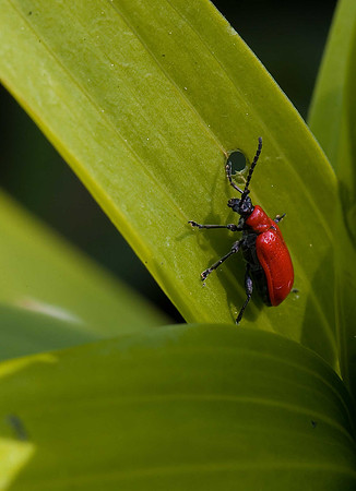 Lily Beetle