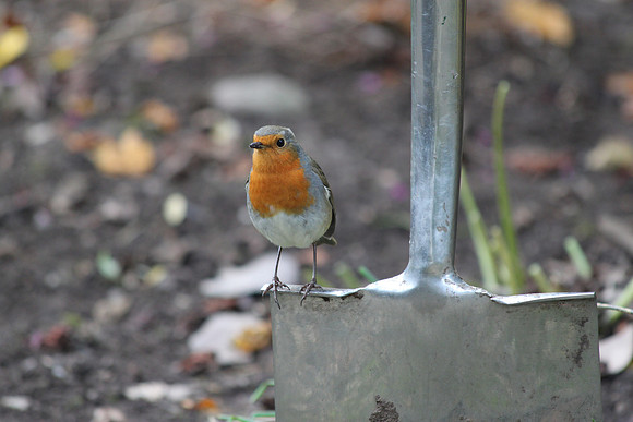 Robin