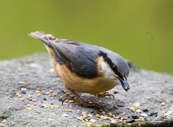 Nuthatch