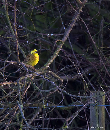 Yellowhammer