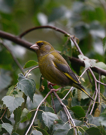 Greenfinch