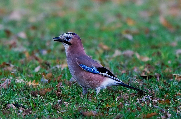 Jay