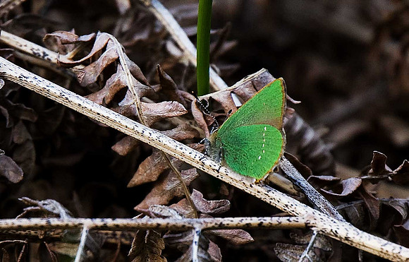 Green Hairstreak
