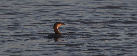 Black-throated Diver
