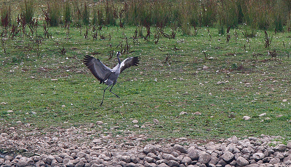 Common Crane