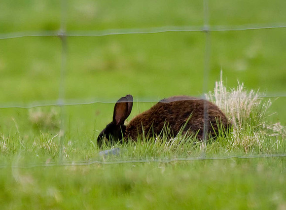 Rabbit - Fetlar