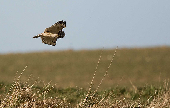 Short-eared Owl