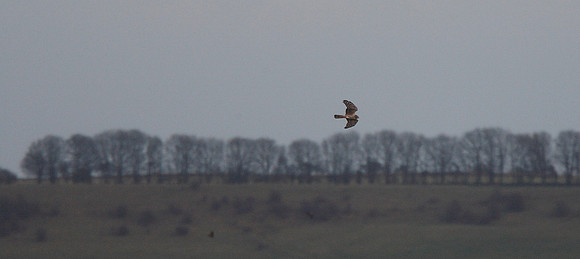 Hen Harrier