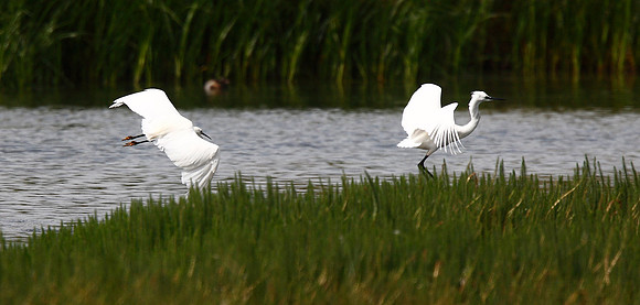 Little Egrets