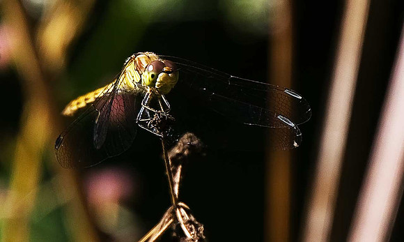 Darter