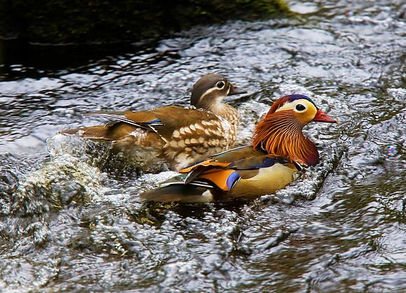 Mandarin
