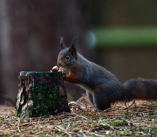 Red Squirrel
