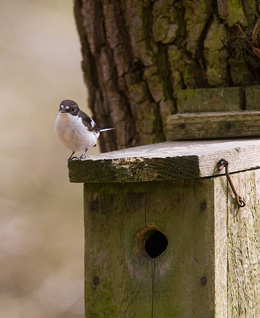 Pied Flycatcher