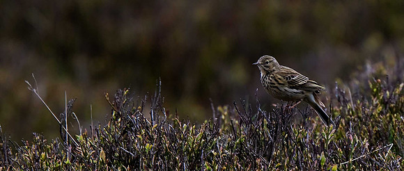 Meadow Pipit