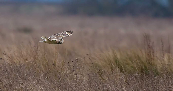 Short-eared Owl