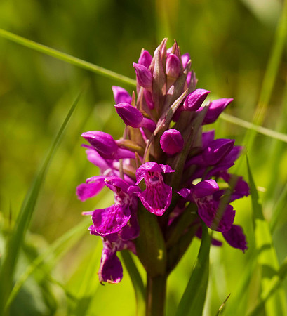 Northern Marsh Orchid