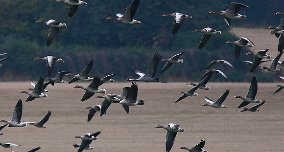 Common Crane