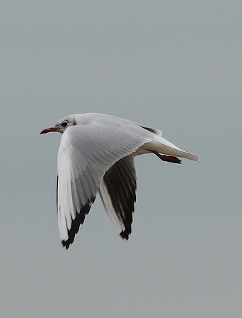 Black-headed Gull