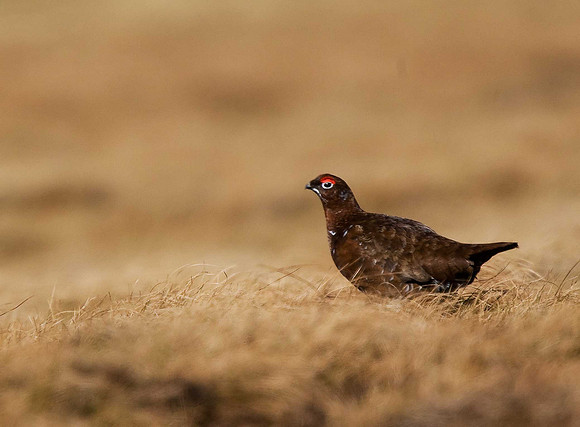 Red Grouse