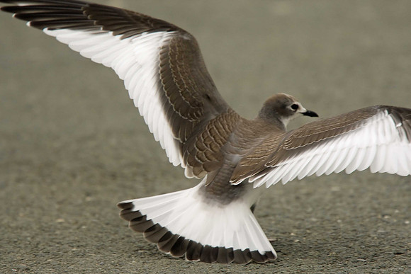 Sabine's Gull