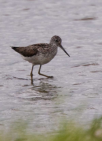 Greenshank