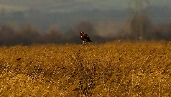 Marsh Harrier