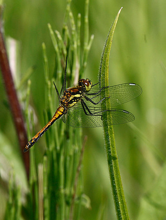 Common Darter?