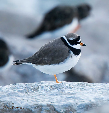 Ringed Plover