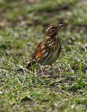 Redwing