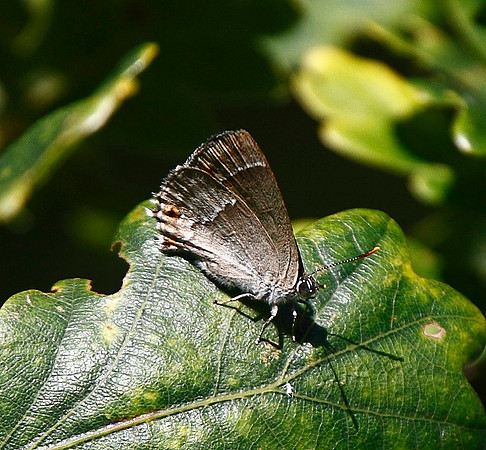 Purple Hairstreak