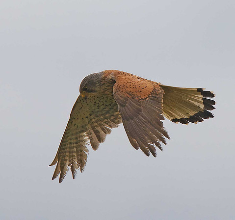 Kestrel