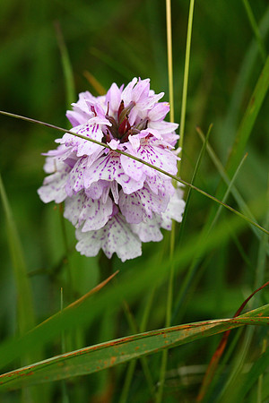 Heath Spotted Orchid