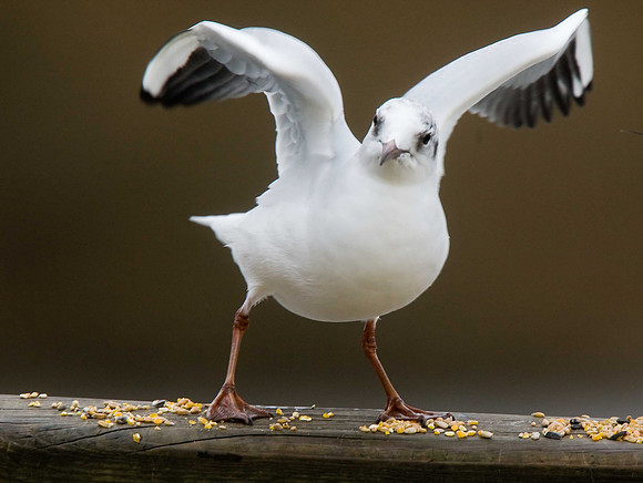 Black-headed Gull