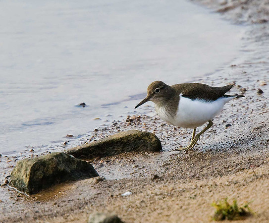 Common Sandpiper