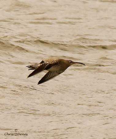 Whimbrel