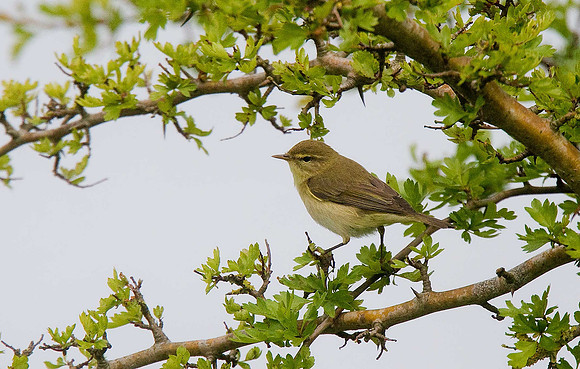 Willow Warbler
