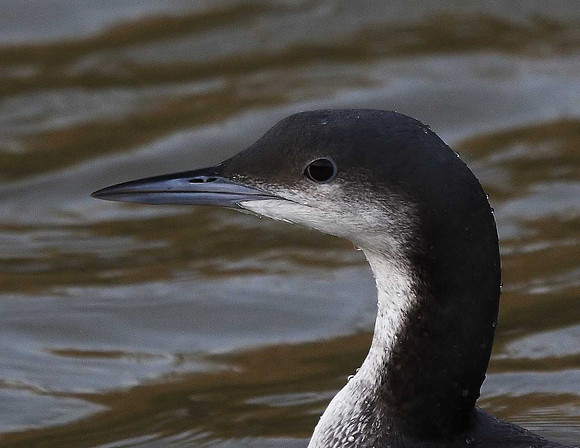 Black-throated Diver