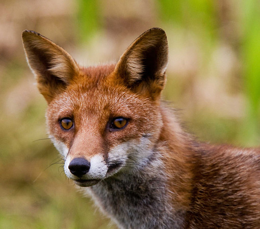 Fox