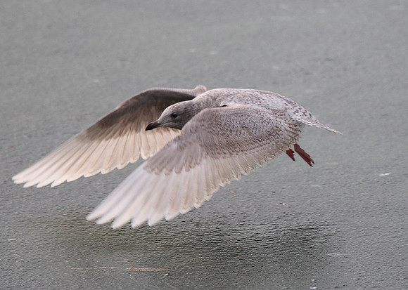 Iceland Gull