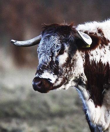 Longhorn Cattle
