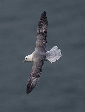 Fulmar