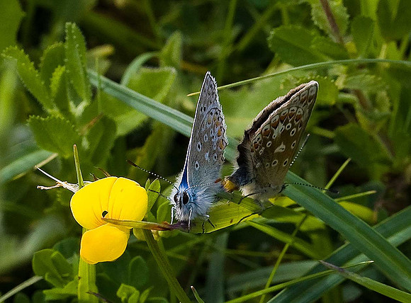 Common Blue